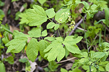 blue cohosh