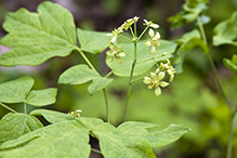 blue cohosh