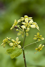 blue cohosh