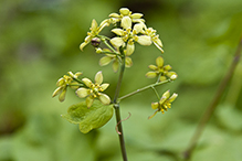 blue cohosh