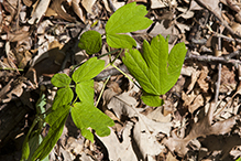 blue cohosh