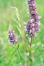 blue giant hyssop blue giant hyssop