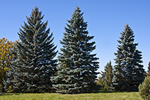 blue spruce