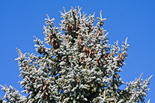 blue spruce