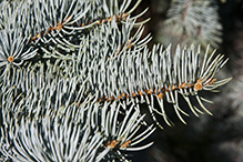 blue spruce