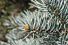 blue spruce