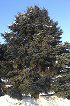 blue spruce