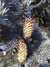 blue spruce