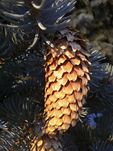 blue spruce