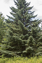 blue spruce