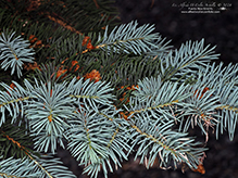 blue spruce
