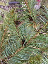 blue spruce