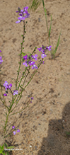 blue toadflax