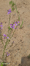 blue toadflax