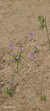 blue toadflax