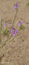 blue toadflax