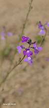 blue toadflax