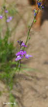 blue toadflax
