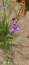blue toadflax