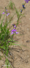blue toadflax