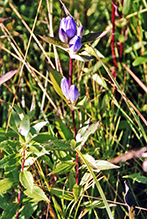 bottle gentian