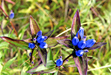 bottle gentian