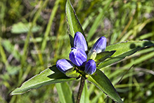 bottle gentian