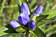 bottle gentian