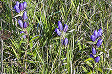 bottle gentian