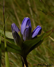 bottle gentian