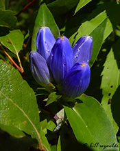 bottle gentian