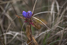 bottle gentian