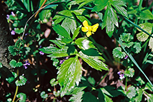 bristly buttercup