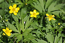 bristly buttercup