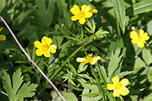 bristly buttercup