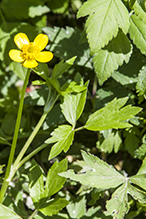 bristly buttercup