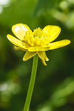 bristly buttercup