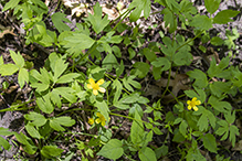 bristly buttercup