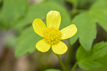 bristly buttercup