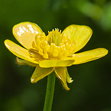 bristly buttercup