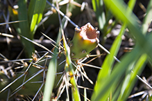 brittle prickly pear