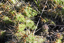 brittle prickly pear