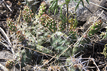 brittle prickly pear