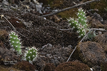 brittle prickly pear