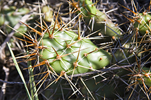 brittle pricklypear brittle pricklypear