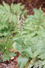 broad-leaved helleborine