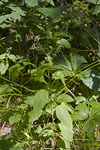 broadleaf enchanter’s nightshade (ssp. canadensis)