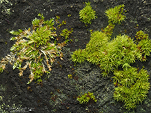 broom forkmoss broom forkmoss