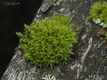 broom forkmoss