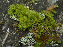 broom forkmoss broom forkmoss